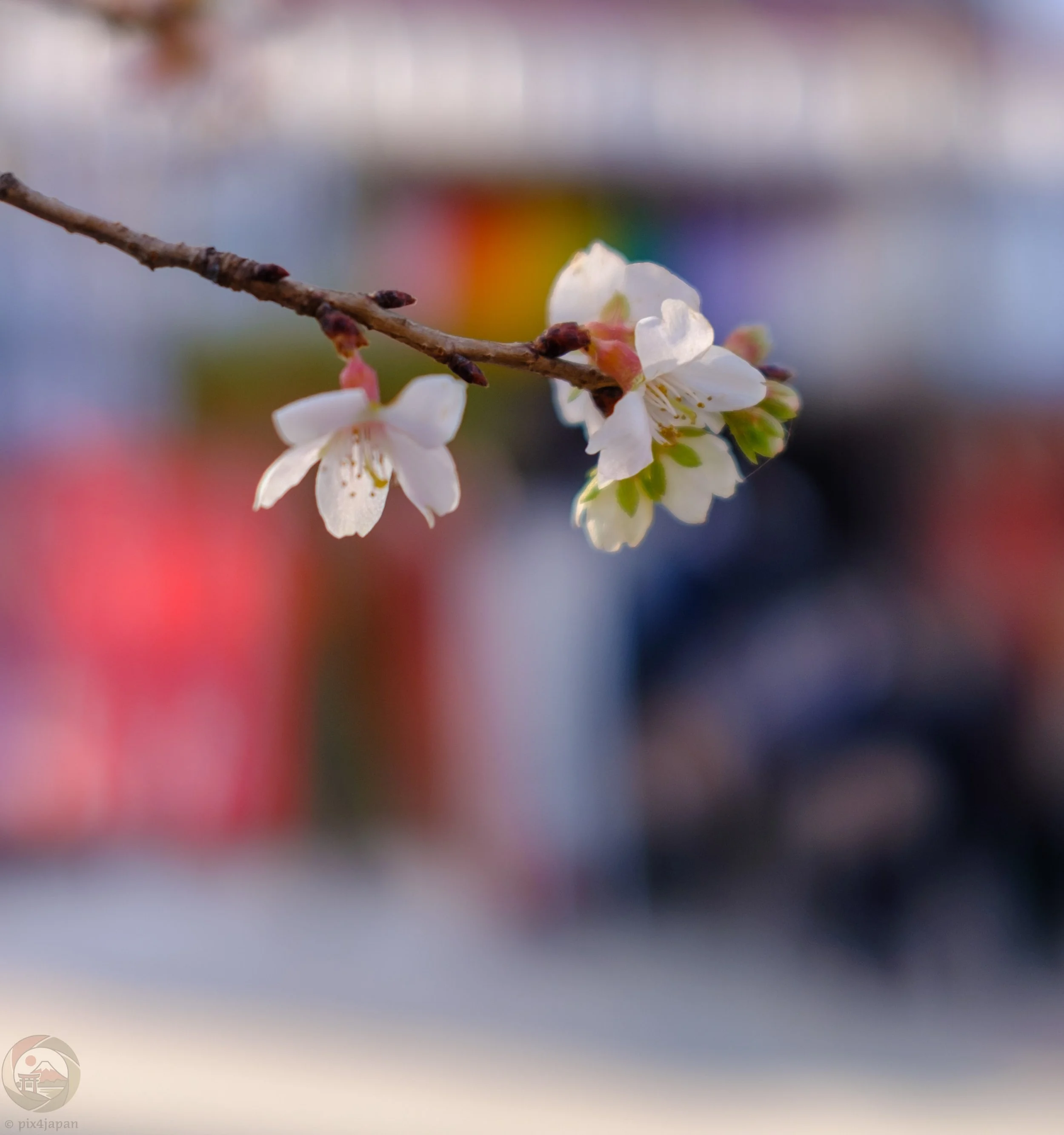 Kanzakura: Early Bloomer in Winter・寒桜とは？冬から早春に咲く